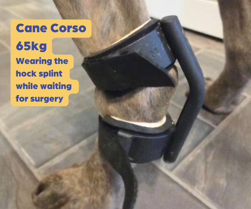 *NEW* Hock Dog Splint by Zoomadog - Ideal for Weak Hock Joints & Hock Injuries (firm)