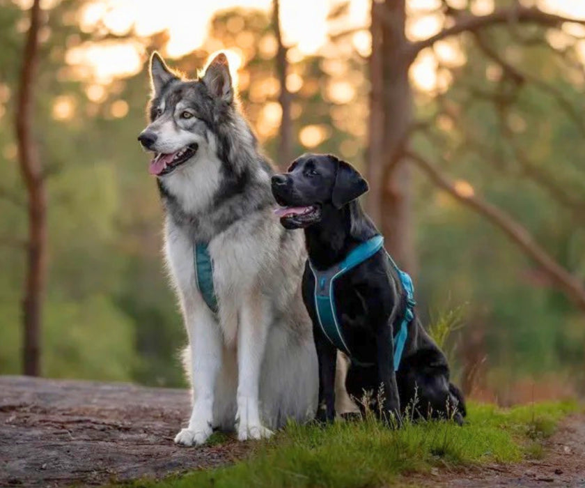Non-Stop Dogwear Line Harness 5.0 for Dogs - Comfortable Ergonomic Support & Freedom of Movement