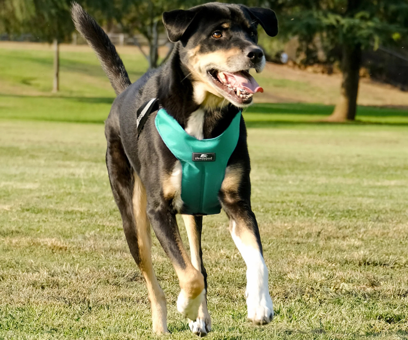 Sleepypod ClickIt Sport Plus Safety Dog Harness  - Keep Your Dog Safe In and Out Of The Car