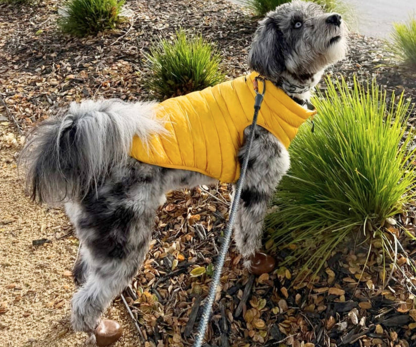 WagWear Dog Puffer Vest - Keep Your Dog Warm and Cosy, Easy to Zip On
