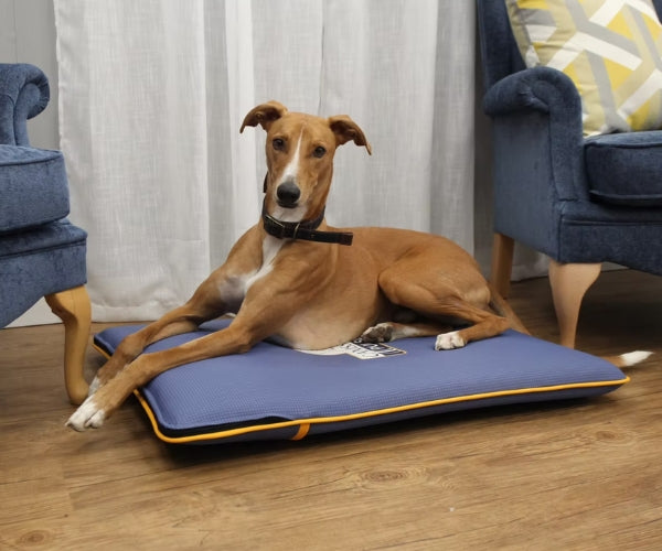 Canissage Therapeutic Bed for Dogs - Ultimate Comfort for Your Dog with Added Therapeutic Benefits (two sizes)