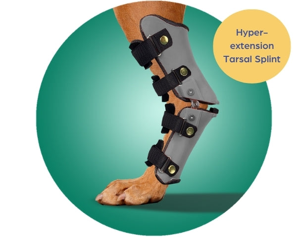 Scandi Orthopedic Hock and Tarsal Rear Splint Fully Customised - Grade 4 (rigid)
