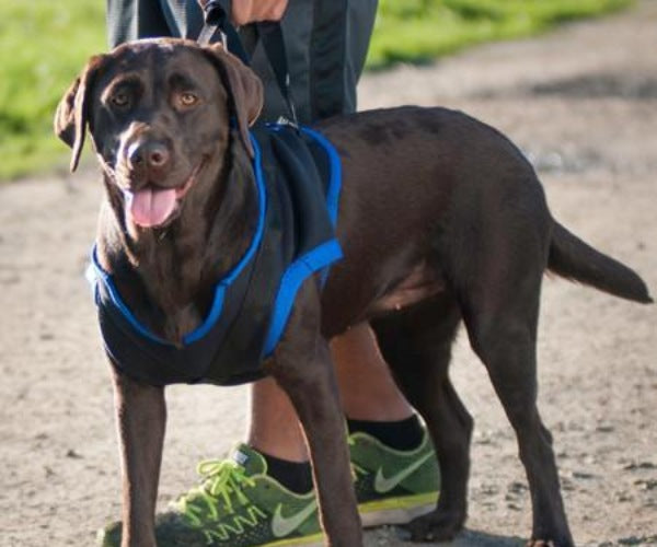 Harness for labrador retriever best sale