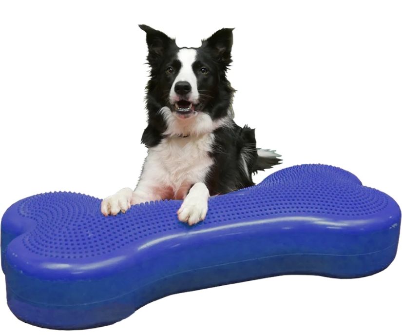 FitPaws Bone Giant - Blue, Turquoise, Violet