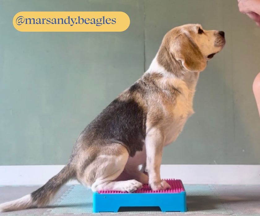 Flexiness Dog FlexBlox Modular Training Block - Supports Balance & Strength for Rehab, Fitness & Coordination Training (1 Block: 31 × 31 × 6cm)