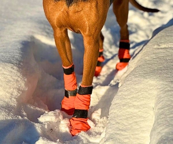 Non-Stop Dogwear Contact High Dog Boots - Protects Paws & Legs From Snow, Ice & Extreme Temperatures (four boots)