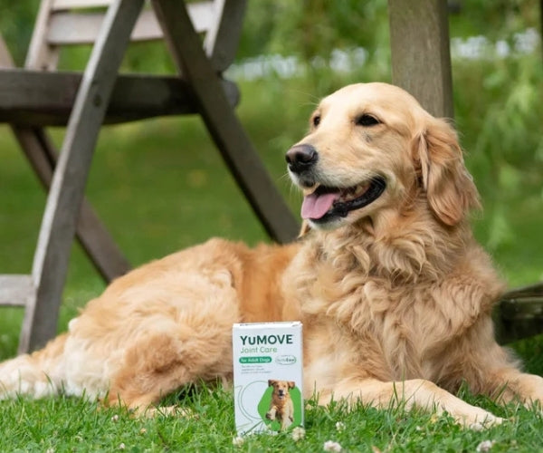 YuMOVE Joint Care Supplement for Adult Dogs - Soothes Stiff Joints 60, 120 or 300 Tablets
