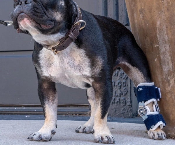 Balto Flexor Adjustable Hock Brace for Dogs (moderate)