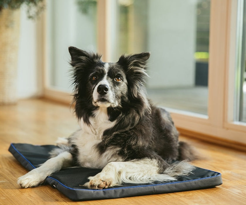 PetsPEMF Dog Therapy Pad – Pulsed Electromagnetic Field (PEMF) Mat for Pain Relief, Inflammation & Recovery Support 70 x 45 x 2cm