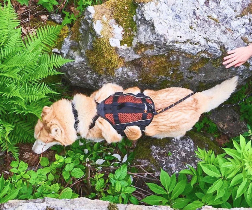 Non-Stop Dogwear Rock Harness Long for Dogs - Comfortable Full-Body Support & Freedom of Movement