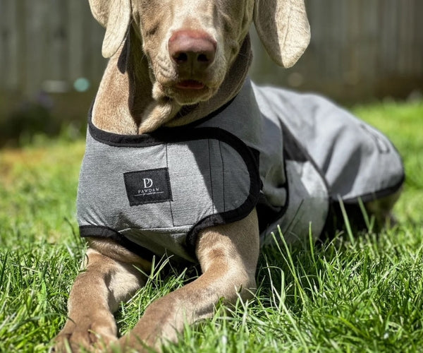 Paw Daw of London Luxury Cooling Coat for Dogs - Targeted Cooling & Sun Protection For Hot Weather