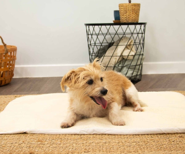 Ancol Self Heating Mat for Dogs - Reflects Your Dog's Warmth Back to Them Without Electric