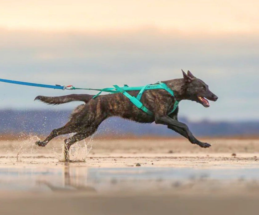 Non-Stop Dogwear Freemotion 5.0 Dog Harness - Freedom of Movement & Comfortable Support
