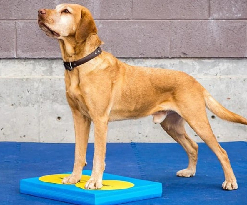 FitPaws Targets - Set of 4 Assorted Colours
