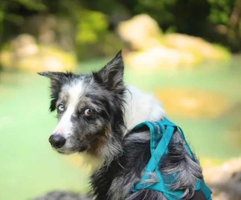 Non-Stop Dogwear Rush Dog Harness - Lightweight Support & Freedom of Movement for Your Dog