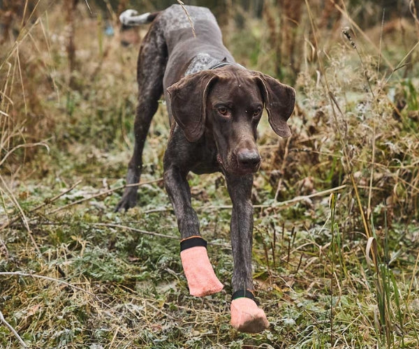 Non-Stop Dogwear Protector Light Dog Socks - Durable Paw Protection Socks With Anti-Cut Material (four socks)