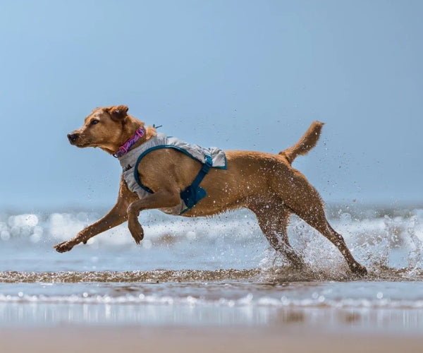 Non-Stop Dogwear Cooling Dog Vest - Long-Lasting Cooling to Keep Your Dog Comfortable on Warm Days