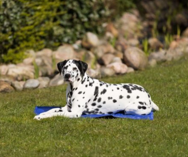 Trixie Cooling Mat for Dogs - Keeps Your Dog Cool During Hot Weather