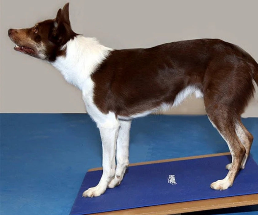 FitPaws Giant Rocker Board 30" x 30"