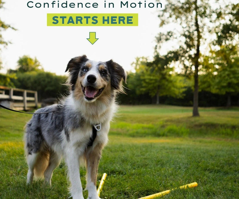 NEW! FitPaws FitKinect - Blocks and Tubes Great for Building Strength and Improving Condition