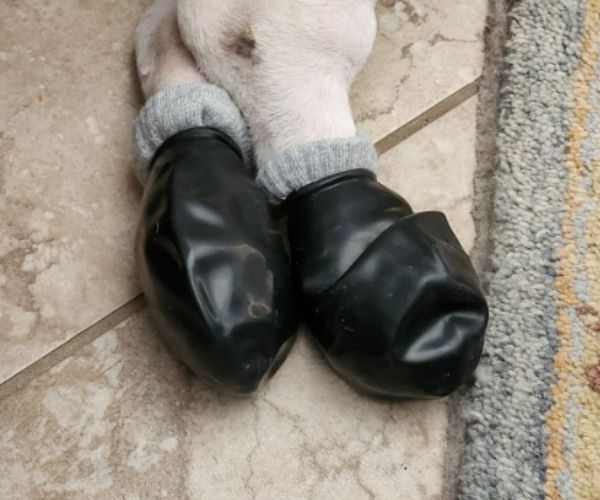 PawZ Rubber Dog Boots Waterproof Best For Light Use (Black