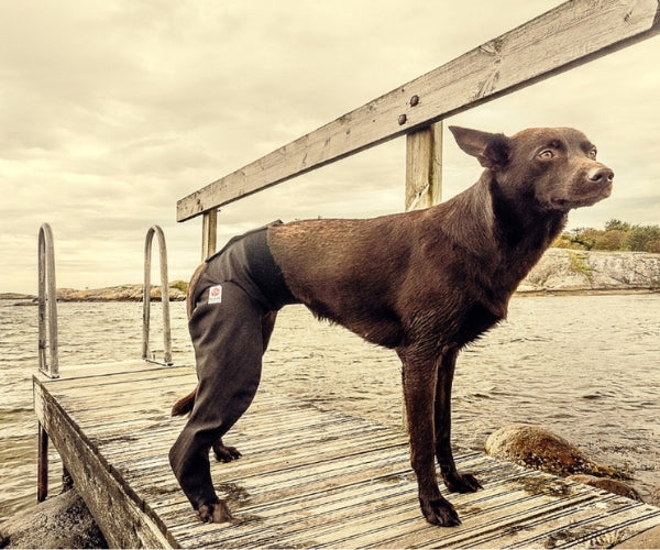 Double Rear Leg Dog Medical Protection Cover (made by Scandi Orthopedic) - Helps Your Dog Stay Comfortable During Recovery