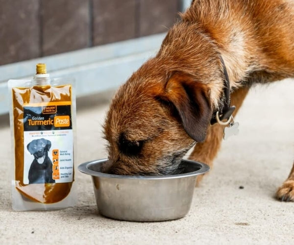 The Golden Paste Co. Turmeric Golden Paste for Dogs - Helps Ease Inflammation 100g