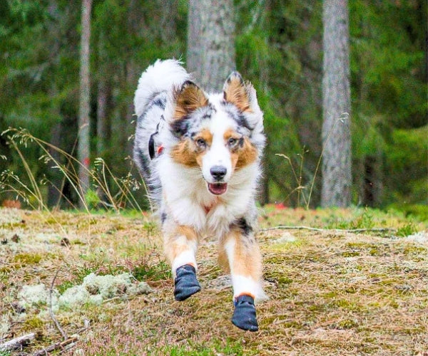 Non-Stop Dogwear Protector Dog Boots - Durable Protection Against Rough Surfaces (four boots)