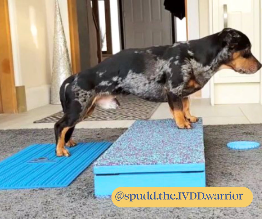 Flexiness Dog SensiMat Sensory Training Mat - Supports Grip & Balance for Rehab, Fitness & Confidence 30 x 60cm