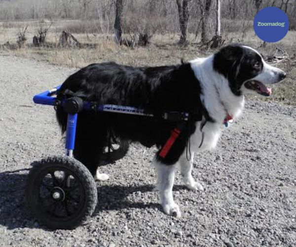 Border Collie Dog Wheelchair UK