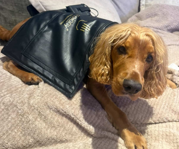 Epiony Heat Pad for Dogs - Targeted Warmth & Portable Heat Therapy