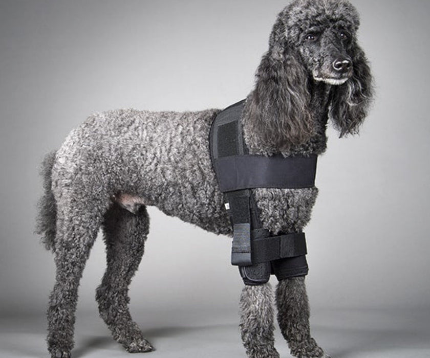 DogLeggs Dog Shoulder Stabilisation System - Support Shoulder Instability and Post-Operative Recovery