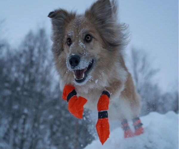 Non-Stop Dogwear Contact High Dog Boots - Protects Paws & Legs From Snow, Ice & Extreme Temperatures (four boots)