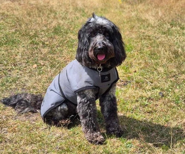 Paw Daw of London Luxury Cooling Coat for Dogs - Targeted Cooling & Sun Protection For Hot Weather