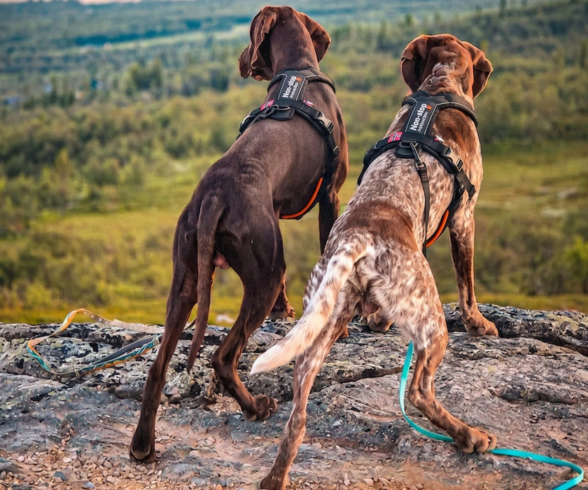 Non-Stop Dogwear Line Harness 5.0 for Dogs - Comfortable Ergonomic Support & Freedom of Movement