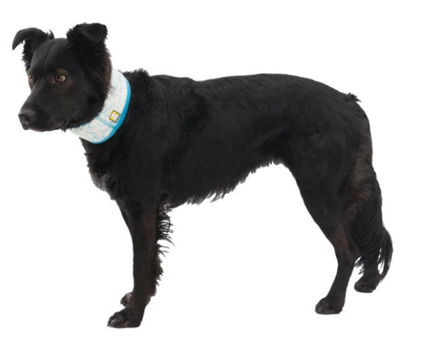 Ruffwear Swamp Cooler Neck Gaiter for Dogs - Reversible Everyday Cooling Accessory for Hot Weather