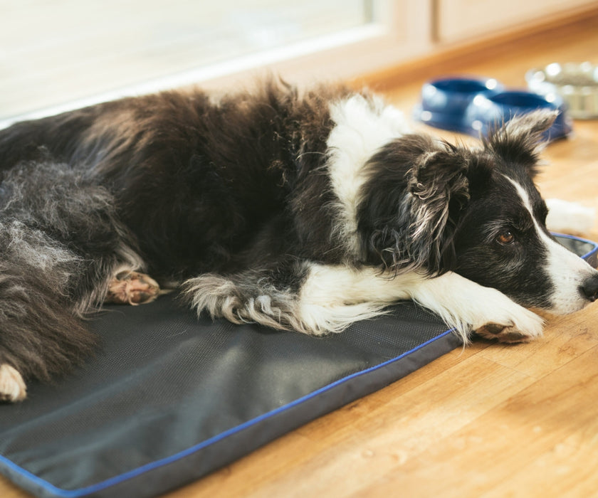 PetsPEMF Dog Therapy Pad – Pulsed Electromagnetic Field (PEMF) Mat for Pain Relief, Inflammation & Recovery Support 70 x 45 x 2cm