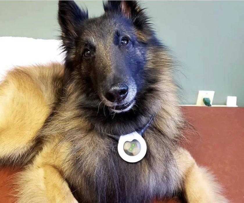 Assisi LOOP - Reduces Your Dog's Pain and Inflammation with Targeted Pulsed Electromagnetic Field Therapy (tPEMF)
