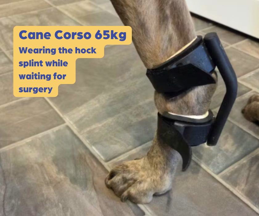 *NEW* Hock Dog Splint by Zoomadog - Ideal for Weak Hock Joints & Hock Injuries (firm)