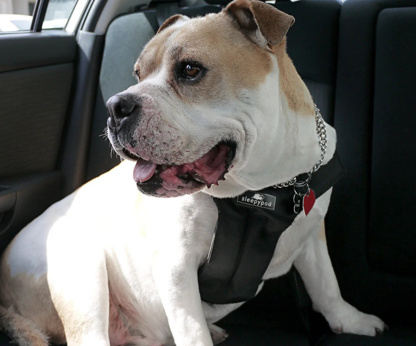 Sleepypod ClickIt Sport Plus Safety Dog Harness  - Keep Your Dog Safe In and Out Of The Car