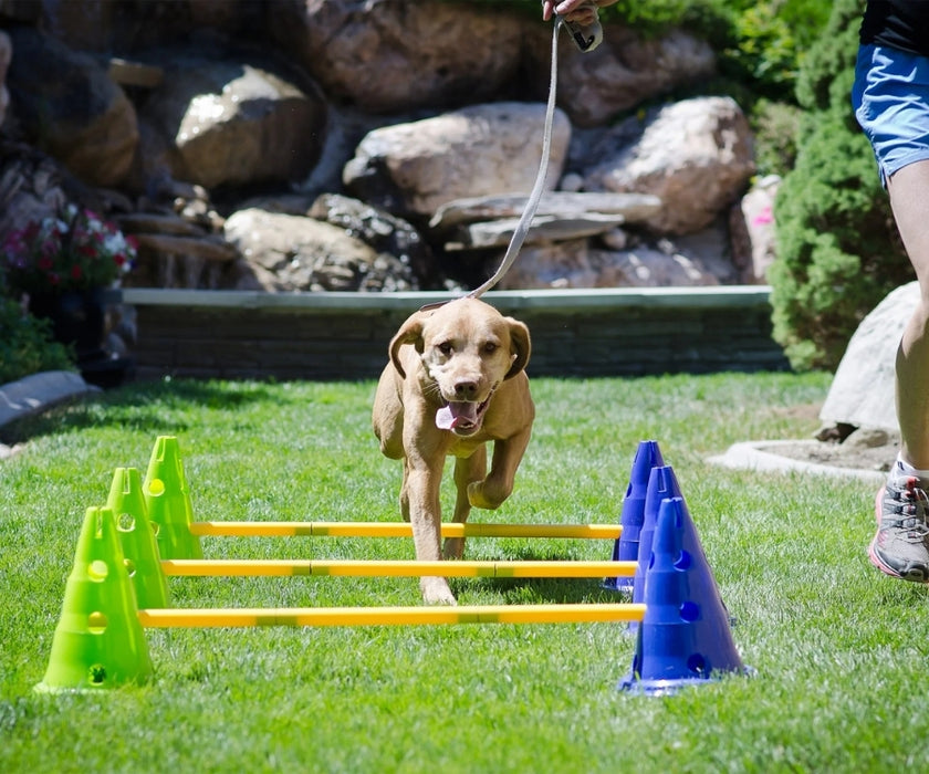 FitPaws Agility Kit