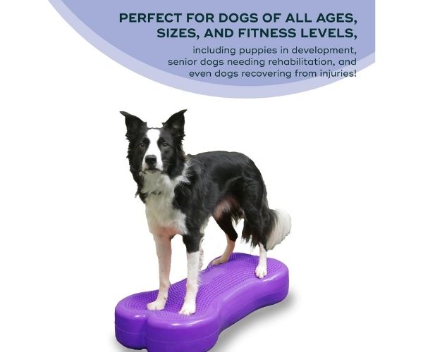FitPaws Bone Giant - Blue, Turquoise, Violet