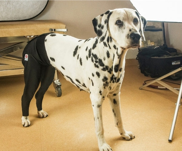 Double Rear Leg Dog Medical Protection Cover (made by Scandi Orthopedic) - Helps Your Dog Stay Comfortable During Recovery