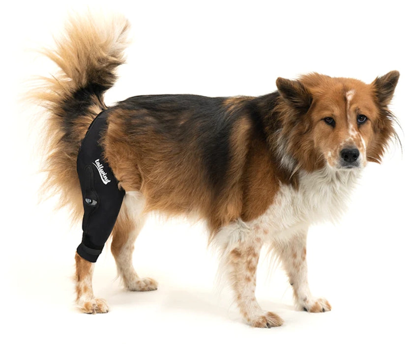 Tailwindpets Cruciate Hinged Dog Knee Brace + Harness