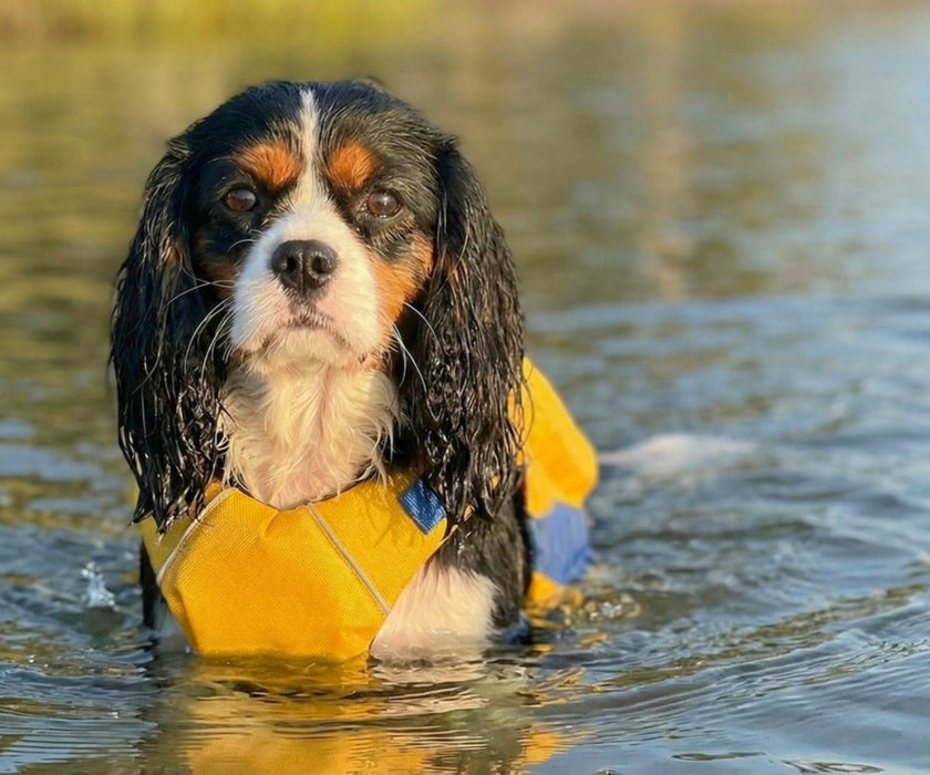 Baydog Monterey Bay Offshore Dog Life Jacket - Enhanced Chest Flotation Design & Dual Rescue Handles