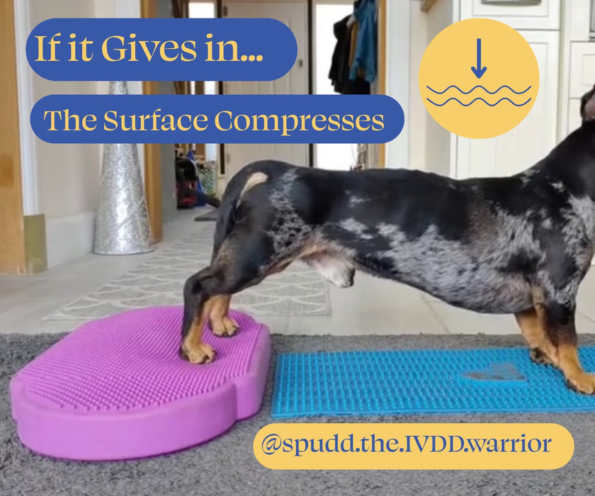 Flexiness Dog PawDisc Inflatable Training Disc - Builds Stability & Coordination for Rehab & Conditioning
