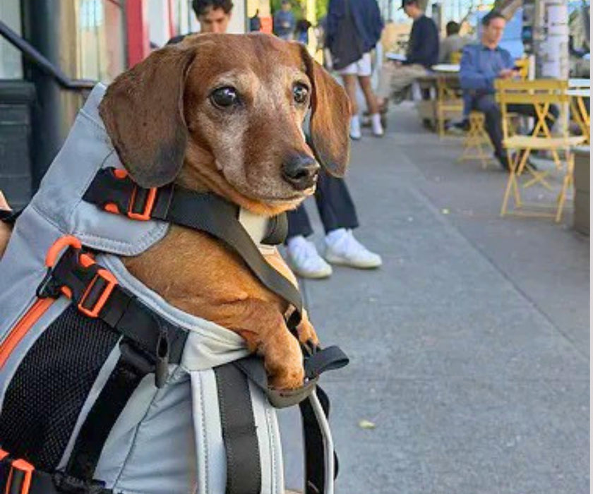 Little Chonk Maxine One Dog Backpack - Ergonomic Carrying for Tired & Limited Mobility Dogs (up to 22kg)
