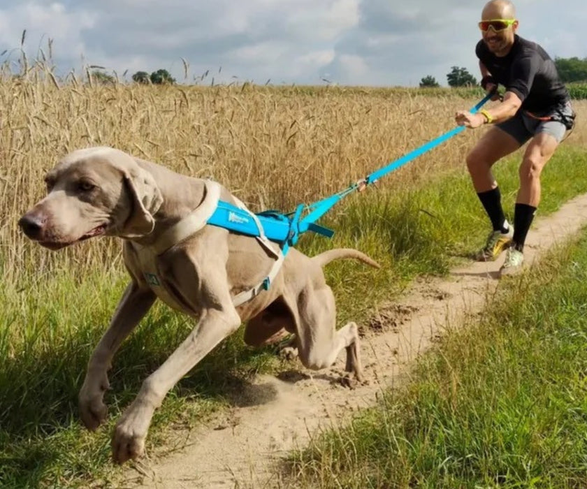 Non-Stop Dogwear Freemotion 5.0 Dog Harness - Freedom of Movement & Comfortable Support