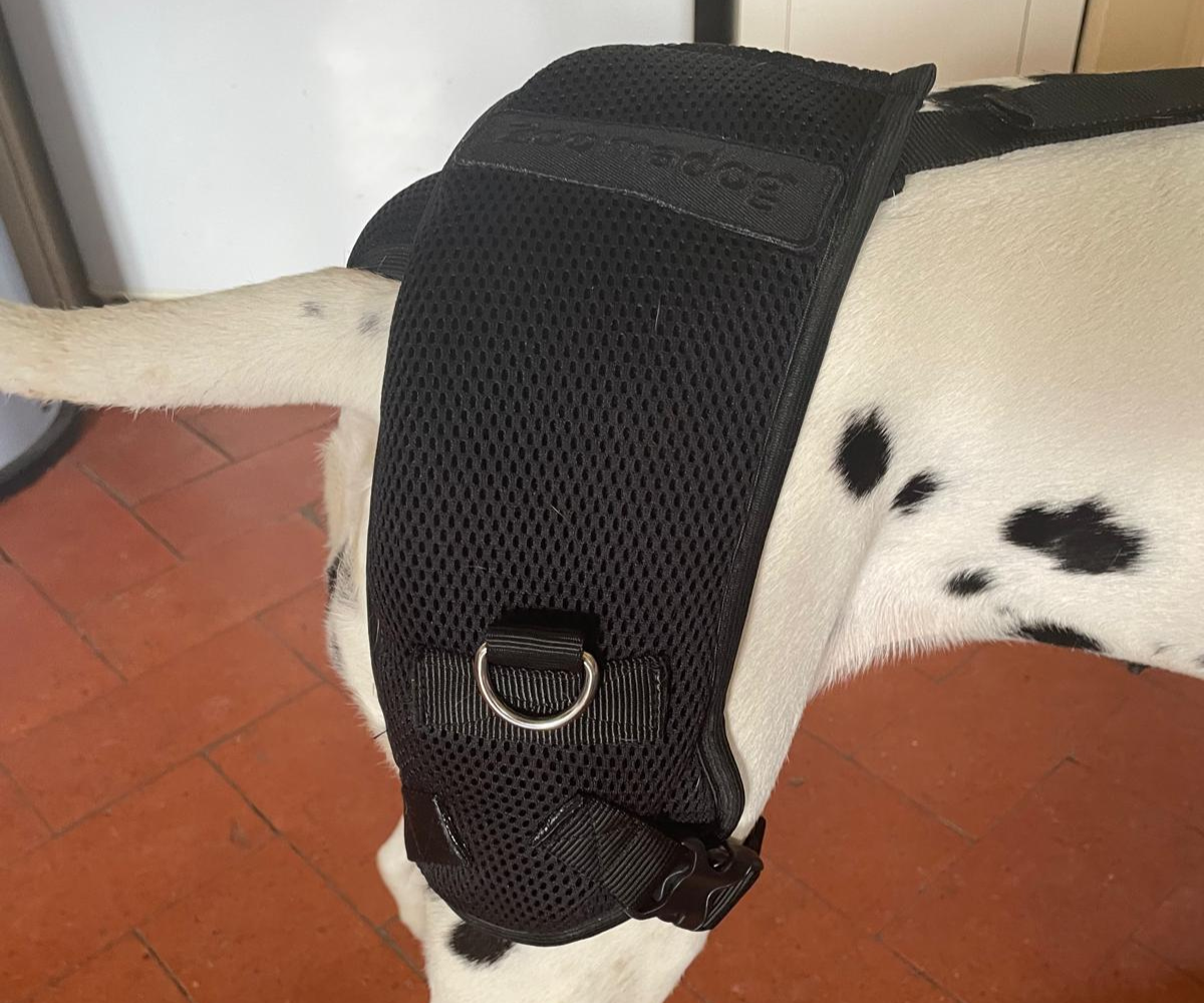 Best Dog Hip Dysplasia Braces - Help Hip Dysplasia, Hip Weakness, Hip Arthritis and More