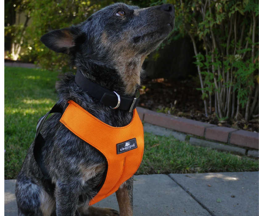 Sleepypod ClickIt Sport Plus Safety Dog Harness  - Keep Your Dog Safe In and Out Of The Car